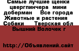 Самые лучшие щенки цвергпинчера (мини доберман) - Все города Животные и растения » Собаки   . Тверская обл.,Вышний Волочек г.